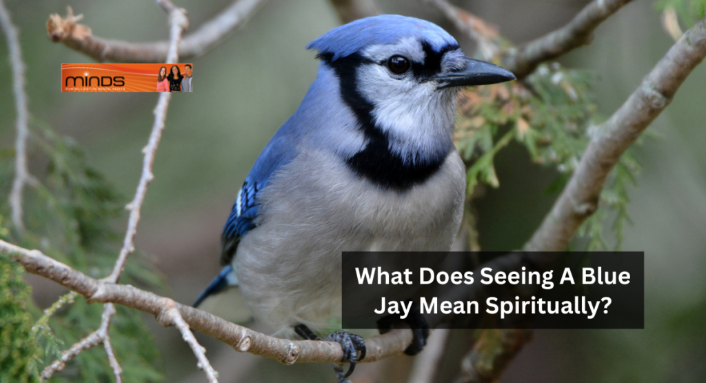 What Does Seeing A Blue Jay Mean Spiritually?