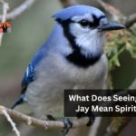 What Does Seeing A Blue Jay Mean Spiritually?