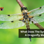 What Does The Symbol Of A Dragonfly Mean?